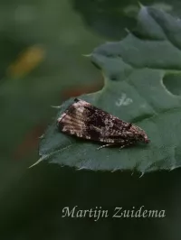 Bladrollers [Tortricidae]